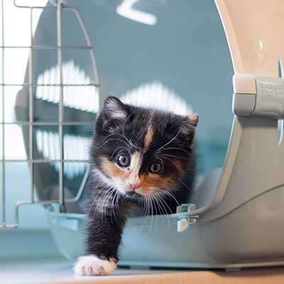 Cat Rescue Lancashire