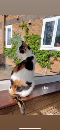 Fizz & Pheobe NOW RESERVED