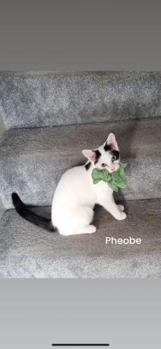 Pheobe & Fizz NOW RESERVED