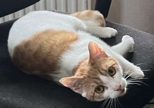 Amber (Mother of Rascal)