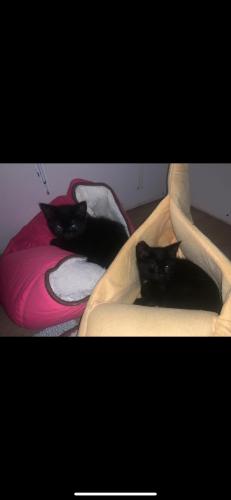 Bill & Ben (Kittens)