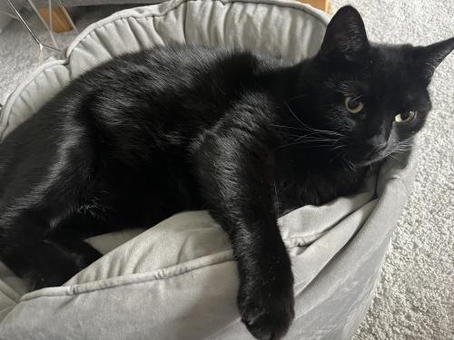 Sooty